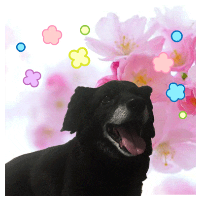 Happy Happydog GIF