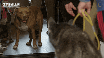 Dogwhisperer GIF by National Geographic Channel