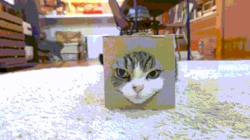 cat box GIF