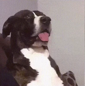 giphy.webp