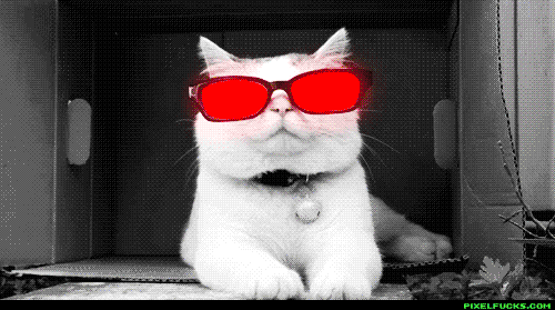 giphy.gif