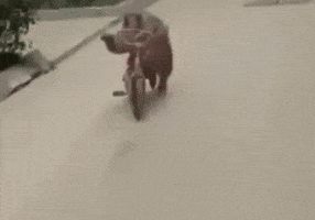 Biker Uzbek GIF