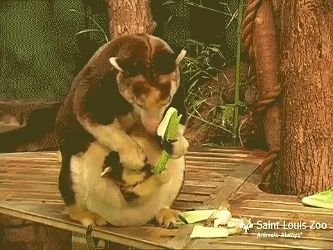 tree kangaroo GIF