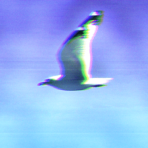 Bird Flying GIF by patternbase