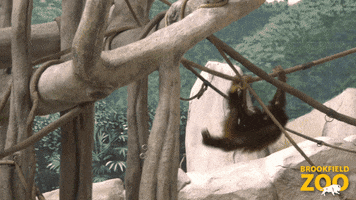 Monkey Swinging GIF by Brookfield Zoo