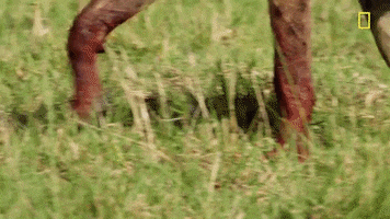 nat geo hyena GIF by National Geographic Channel