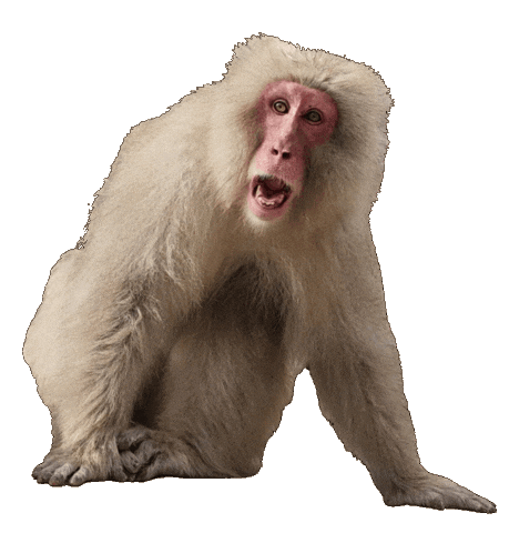 Monkey Sticker