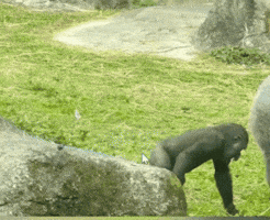 Gif By Gif