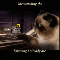Trick Or Treat Cat GIF by Old Dominion Realty