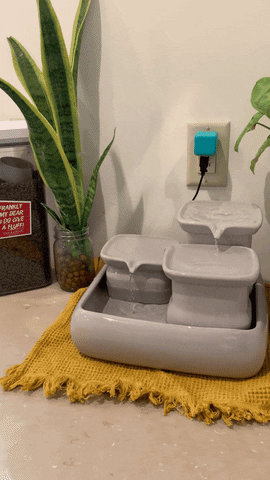 Cat Water Fountain GIF