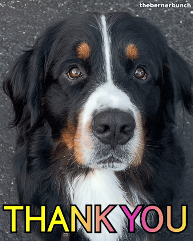 Bernese Mountain Dog Thank You GIF