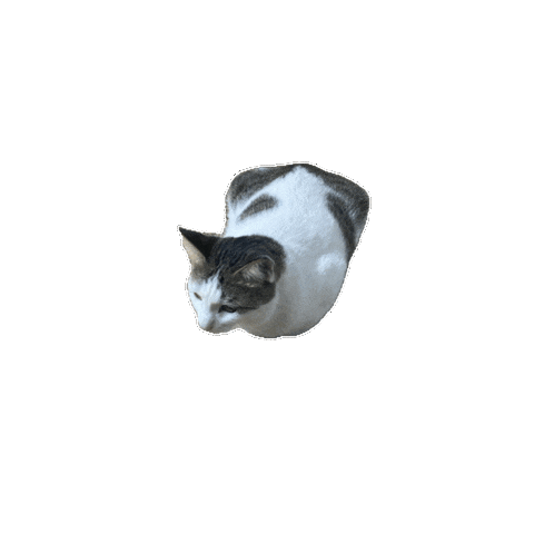 Animated Sticker