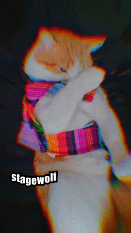Two Faced Cat GIF by STAGEWOLF