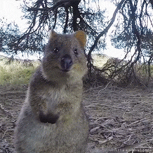 Happy-animal GIFs - Get the best GIF on GIPHY