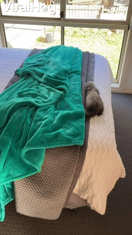 Falling Ferret Does Backflip Off Bed GIF by ViralHog
