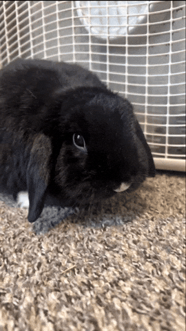 Bunny Rabbit GIF