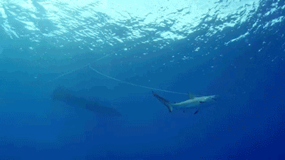 shark