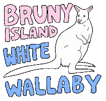 Wildlife Wallaby Sticker by Tasmania
