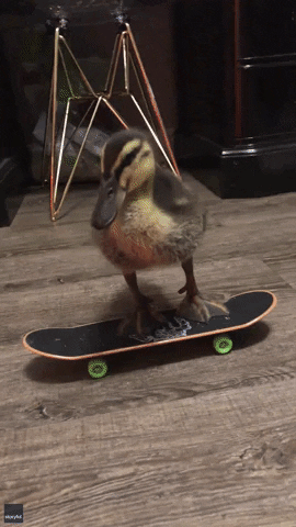 Skateboarding Duck GIF by Storyful