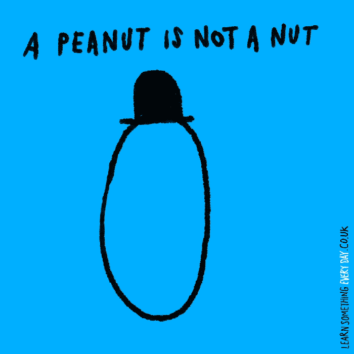 nuts lol GIF by Learn Something Every Day