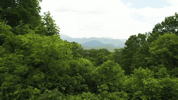 Summer Forest GIF by The Weather Channel
