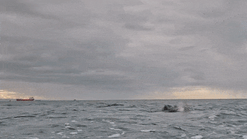 Olympics Discovery GIF by Shark Week