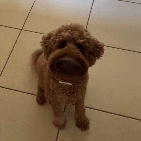 Cookie Niku GIF