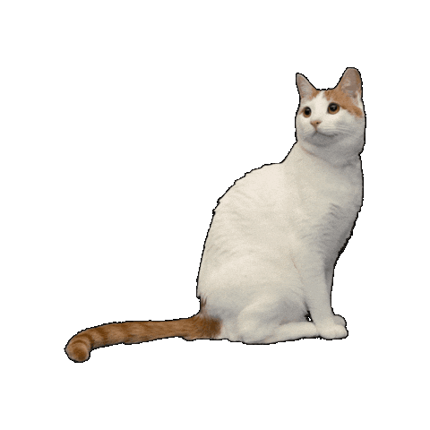 25Cats Sticker by Gray Hat Films