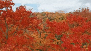 Fall Photography GIF by PBS Digital Studios