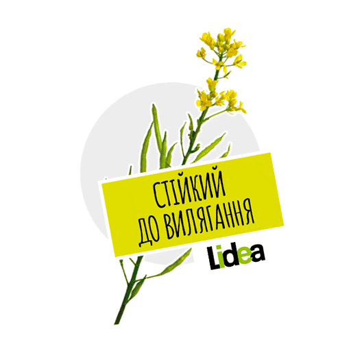 Lidea Seeds Sticker