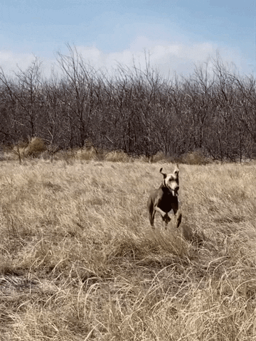 Craydogannie GIF