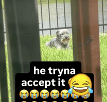 Hetrynaaccepit GIF