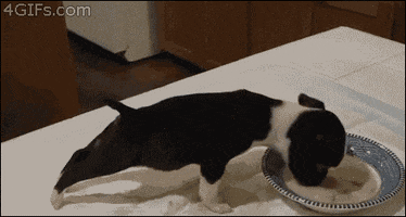 boston terrier GIF by Rover.com