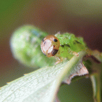 insect larva GIF
