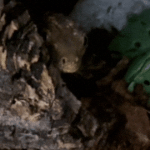 도마뱀 GIF