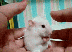 mouse excuse me startled cute mouse