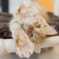 Mental Health Love GIF by Best Friends Animal Society