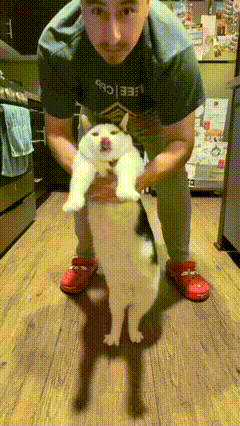 Melon Silly Cat GIF