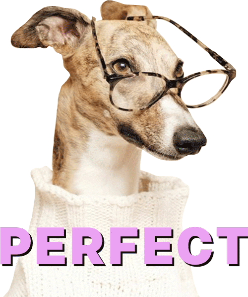 Lolly The Whippet Sticker