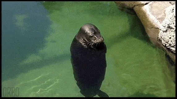 sea lion spinning GIF