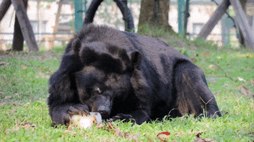 Black Bear GIF by Animals Asia