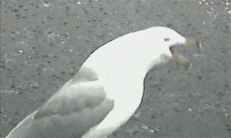 seagull GIF
