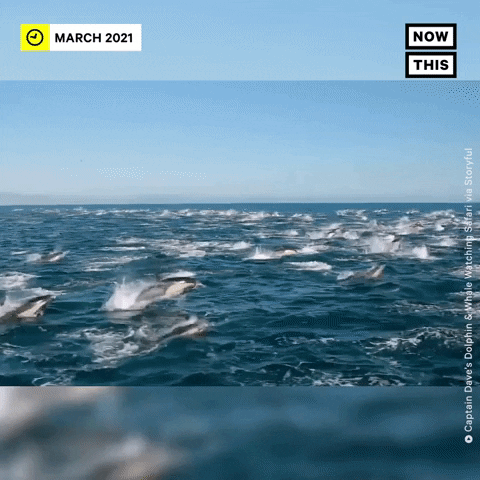 Sea Creature Swim GIF by NowThis