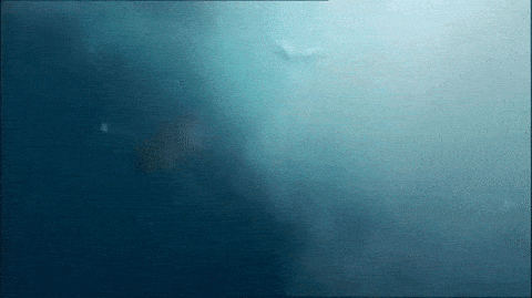 mako