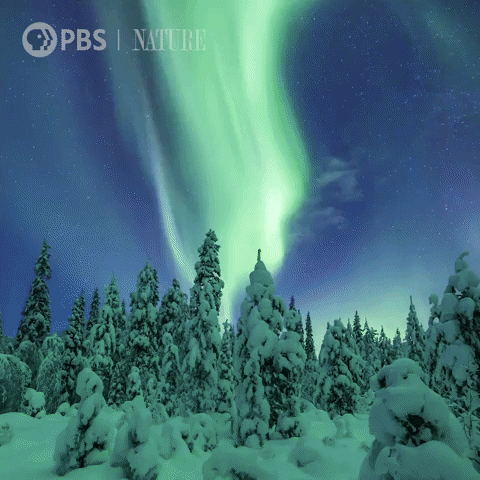 Northern Lights Animales GIF by Nature on PBS