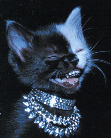 Cat Swag GIF
