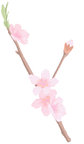 Blooming Cherry Blossom Sticker