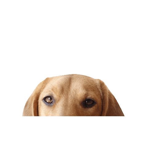 ham + bone Sticker