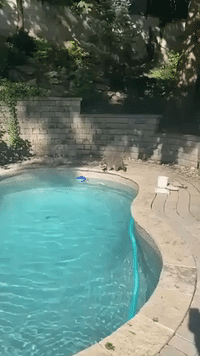 Raccoon Goes for 'Leisurely' Swim in Toronto Pool