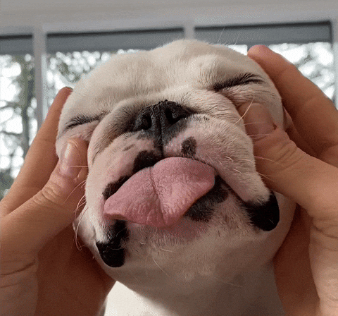 PardonThyFrench GIF - Find & Share on GIPHY